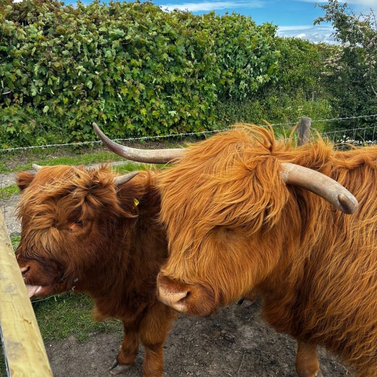 frankly farm 5 768x768