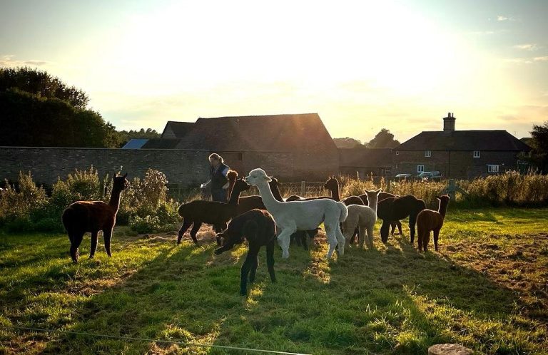 frankly farm 768x498